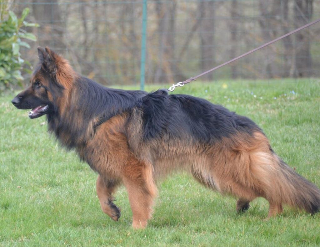 Obtention Brevet de Chien de Défense !